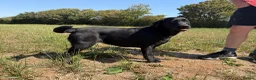 Labrador Retriever dogs for sale: Adult - Quality Labrador Retriever Bitch  - Advert 4