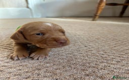 Cocker Spaniel dogs for sale: Working Cocker Spaniel Puppies  - Image 13