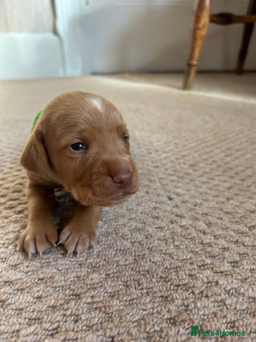 Cocker Spaniel dogs for sale: Working Cocker Spaniel Puppies  - Image 13