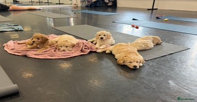 Goldendoodle dogs - Advert 6