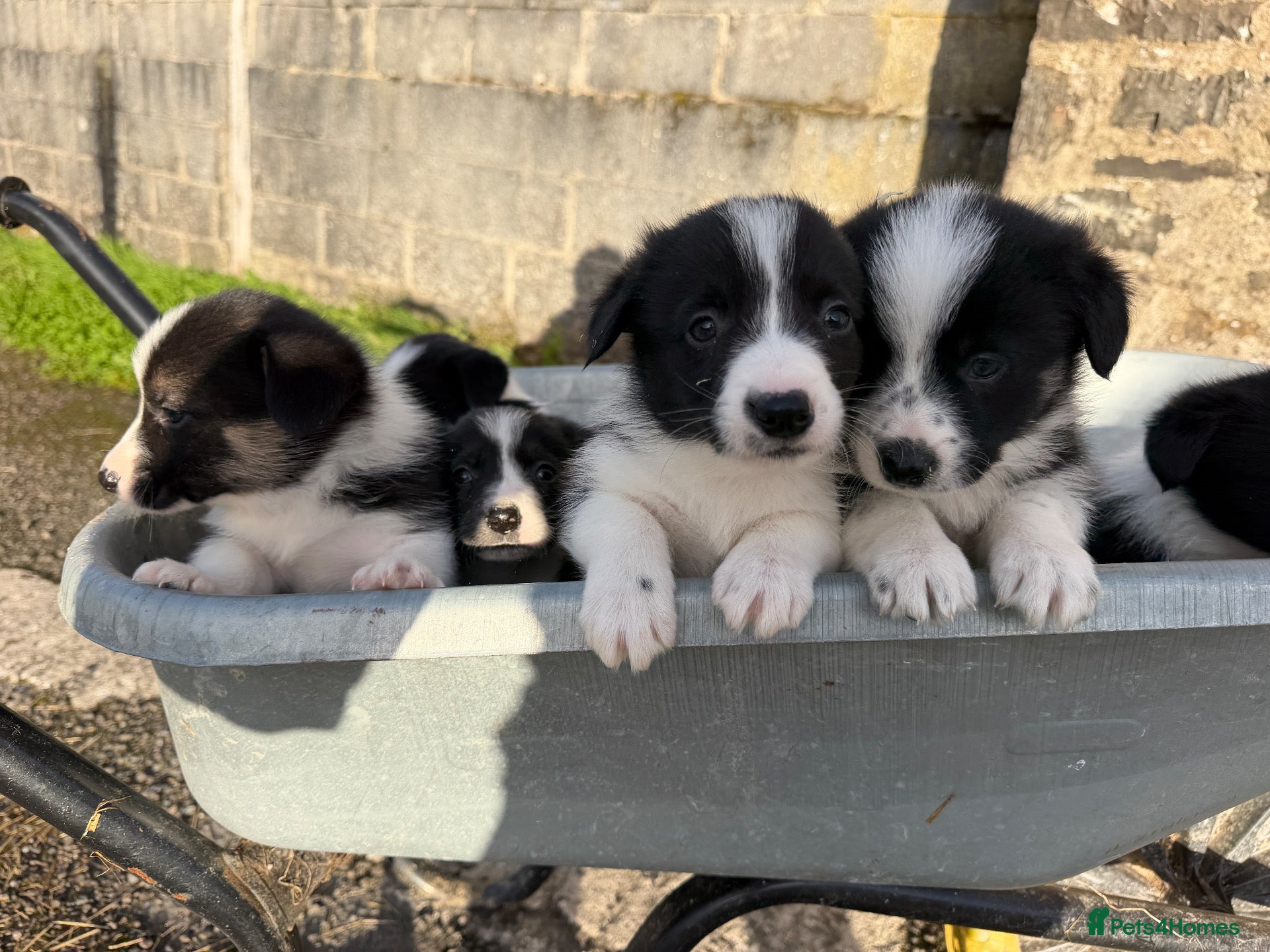 Border Collie dogs Beautiful Border Collie Pups Llanwrda - Advert 4
