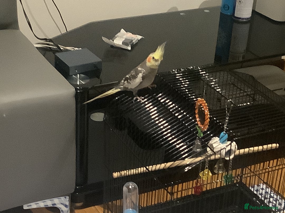 Cockatiels birds for sale: Cocktail for sale - Advert 4