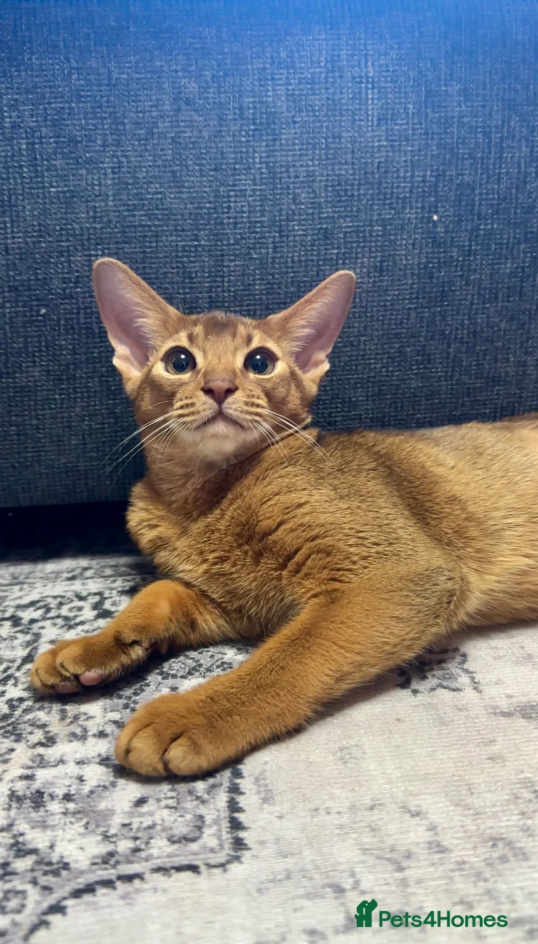 Abyssinian cats for sale: Gorgeous Abyssinian   Sorrel girl Brisa    - Advert 6