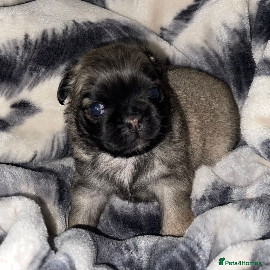 Pug dogs for stud: Merle n tan pug carrying fluffy & choc stud  in Harpenden - Advert 13