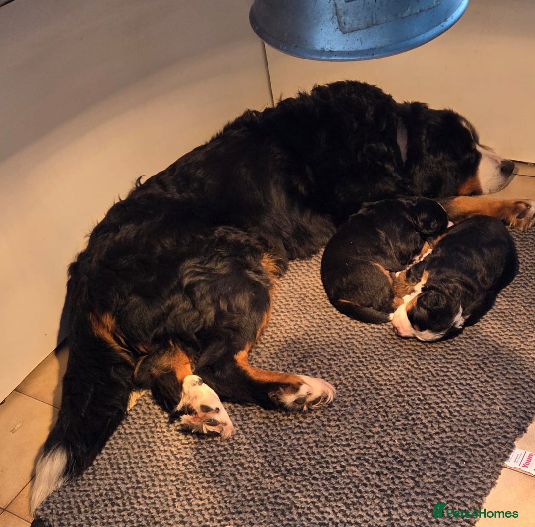 Bernese Mountain Dog dogs for sale: Beautiful Bernese Mountain Dog Puppies - Advert 3