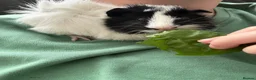 Guinea Pig rodents for sale: Two male brother guinea pigs  - Advert 2