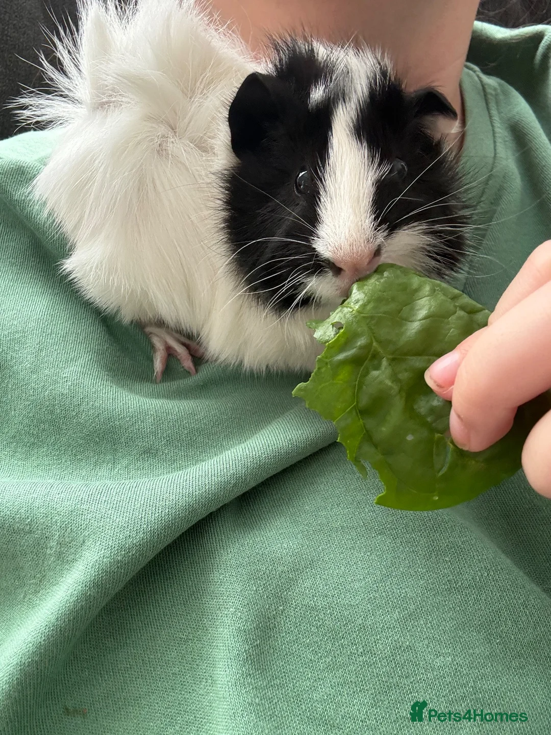 Guinea Pig rodents for sale: Two male brother guinea pigs  - Advert 2