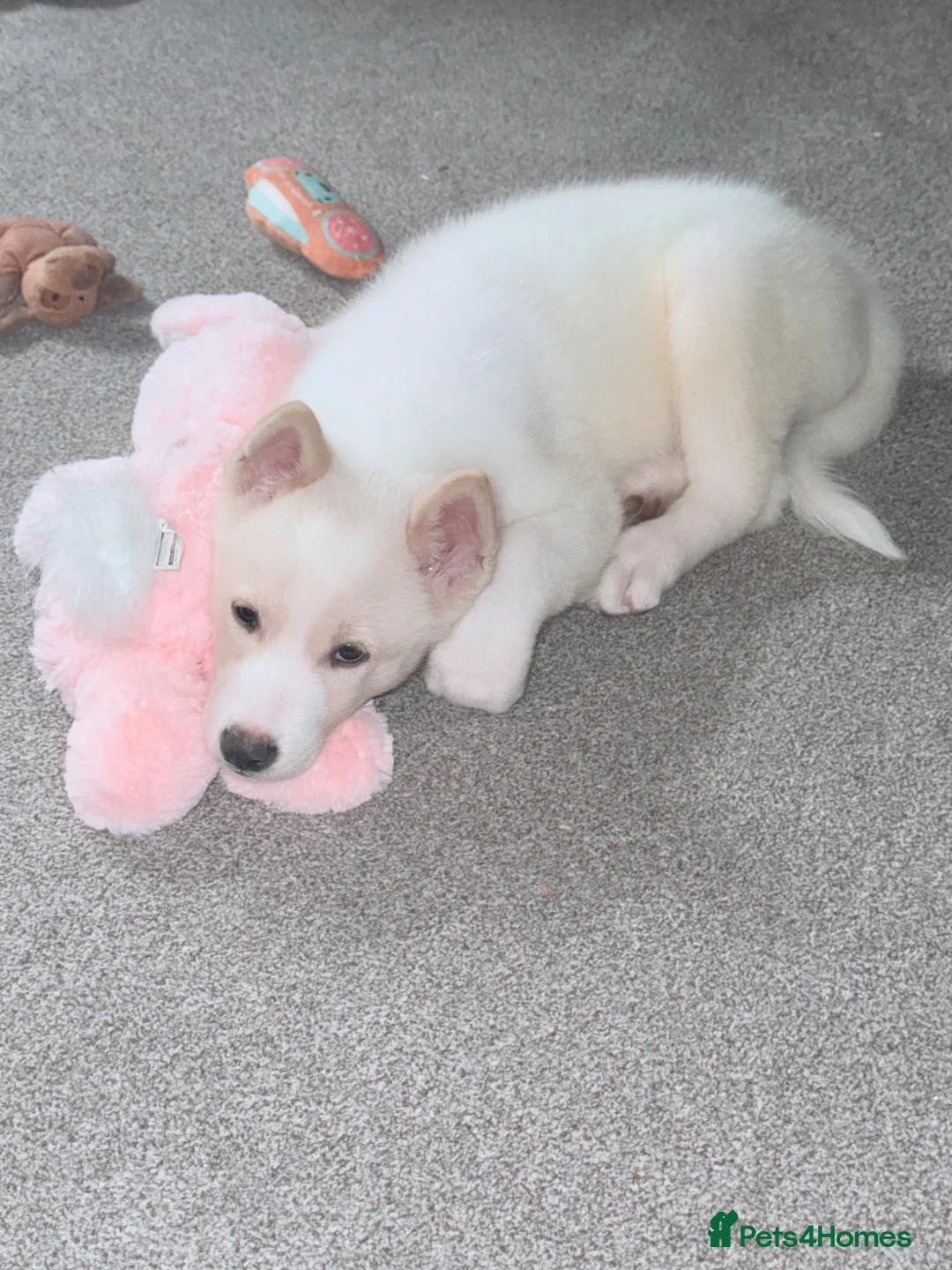 Huskita dogs for sale: Huskita puppy - Advert 2