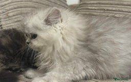 Persian cats for sale: Persian Babies ready to go - Advert 7