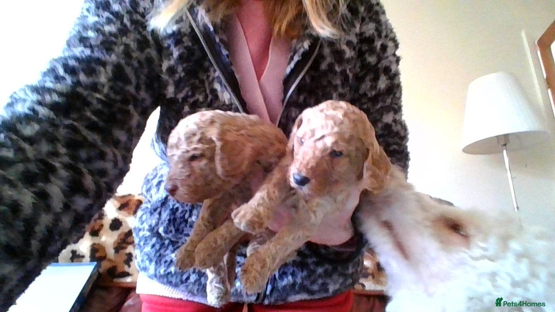 Poodle dogs for sale: miniature poodle puppies for sale - Advert 6