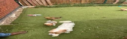 Mixed Breed dogs for sale: Chihuahua x terrier puppies for sale - Advert 10