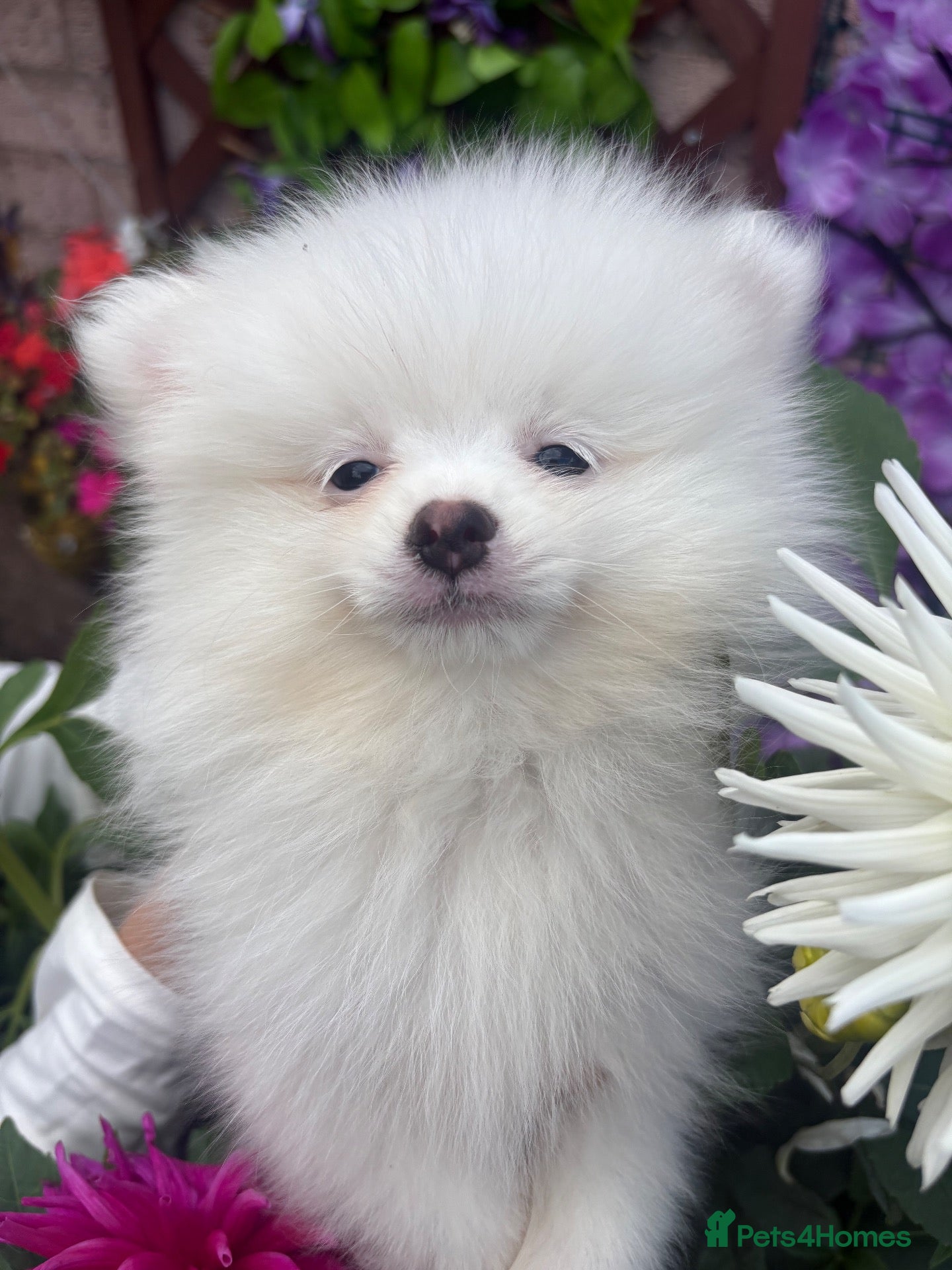 Pomeranian dogs Pomeranian puppies  - Advert 2
