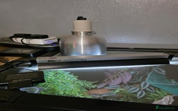 Gecko reptiles for sale: Madagascar Giant Day Gecko high red for sale - Image 5