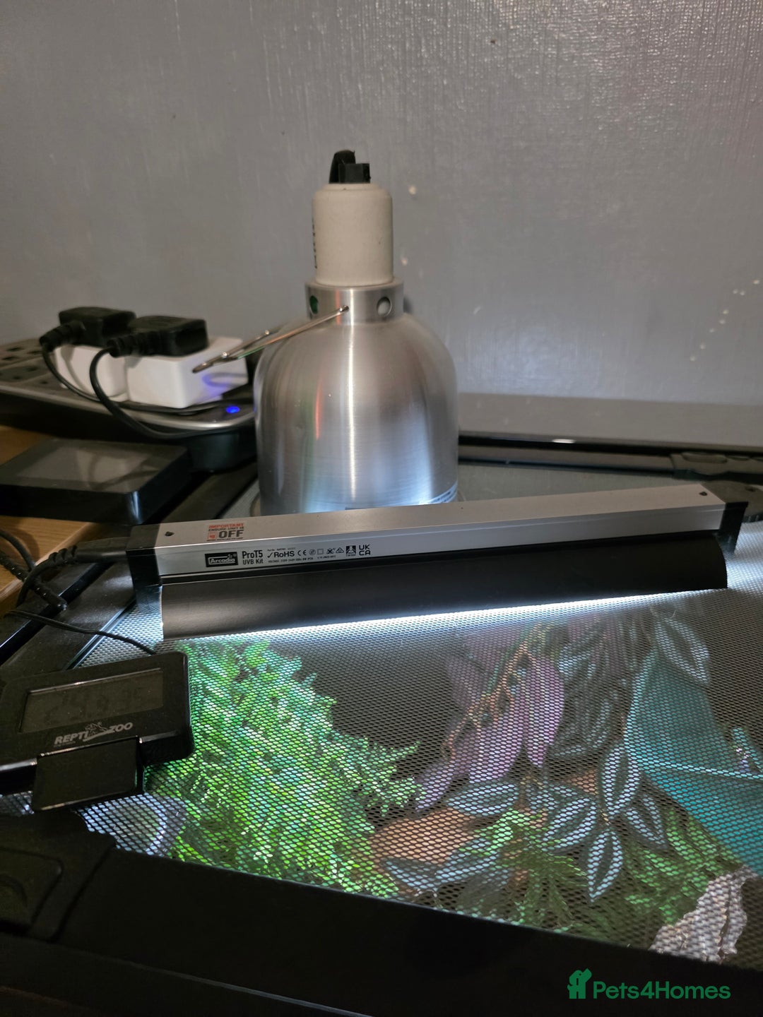 Gecko reptiles for sale: Madagascar Giant Day Gecko high red for sale - Image 5