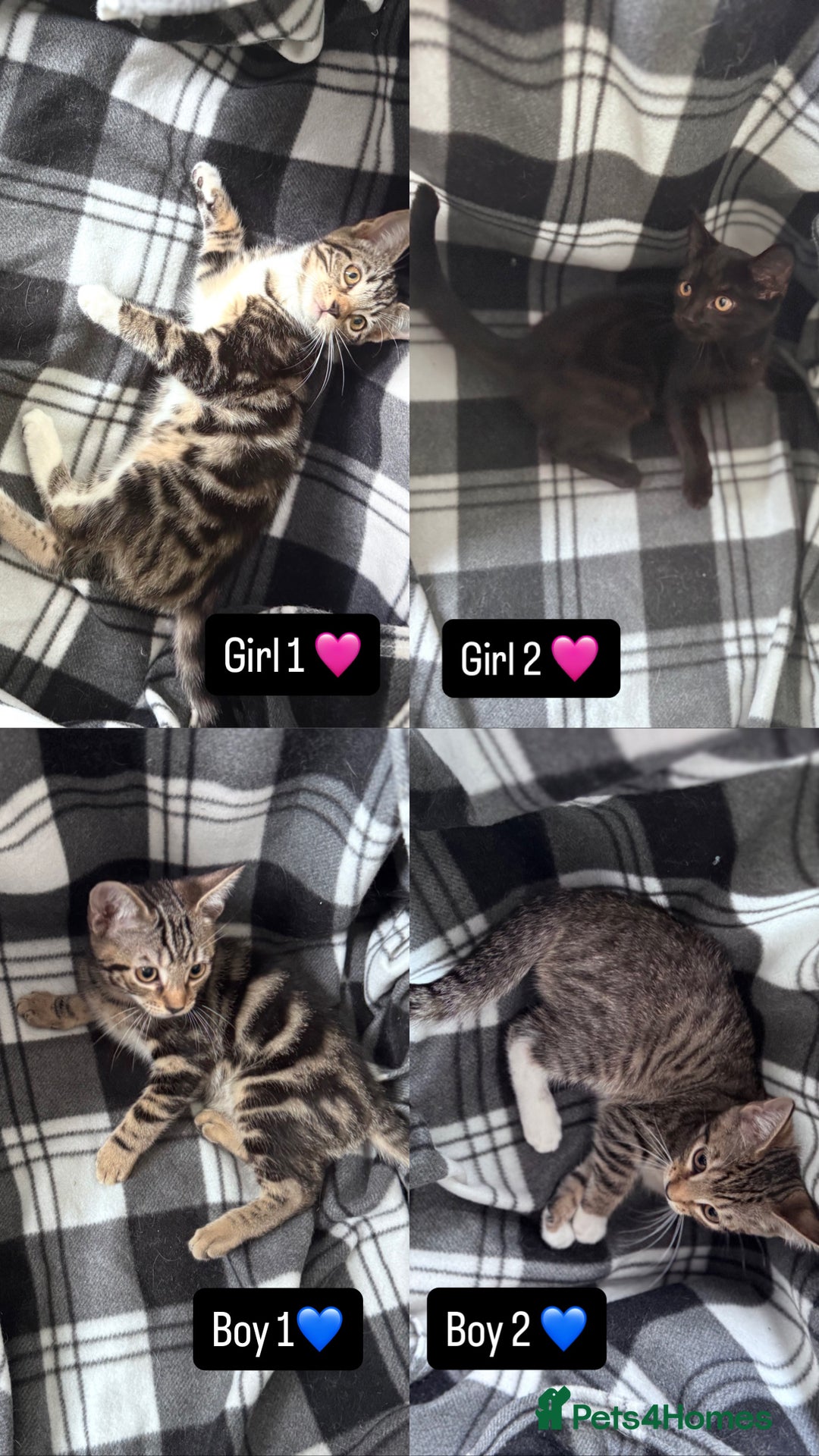 Mixed Breed cats for sale: 4 tabby kittens available  - Image 3
