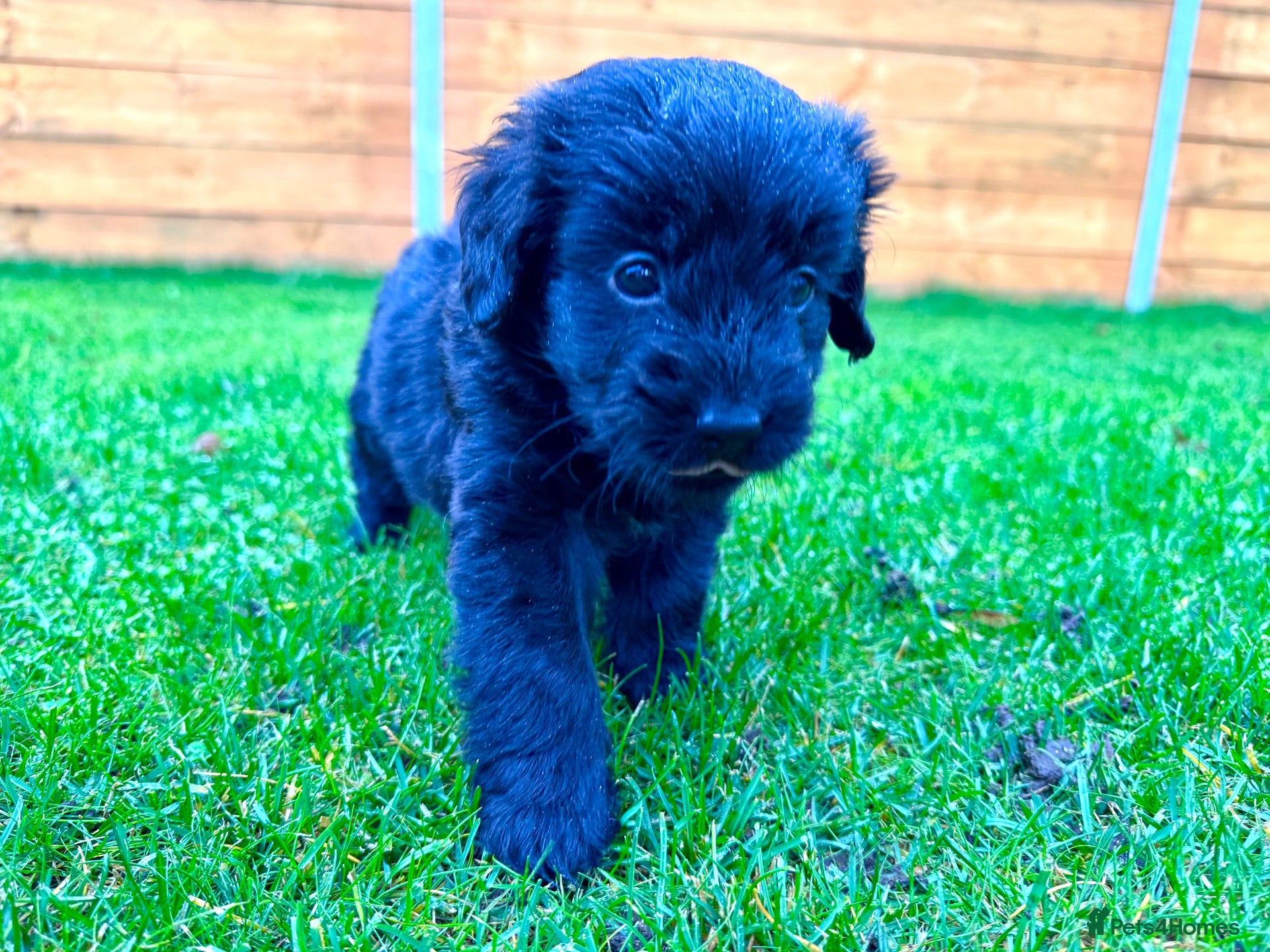 Labradoodle dogs F1 Labradoodle Merle Babies 🐾🐾🐾 - Advert 2