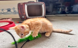 Mixed Breed cats for sale: Adorable bengal & tabby mix kittens - Image 24