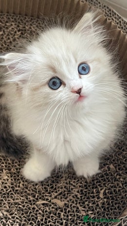 Ragdoll cats - Advert 5