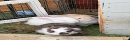 French Lop rabbits for sale: Pedigree French lop - Advert 2