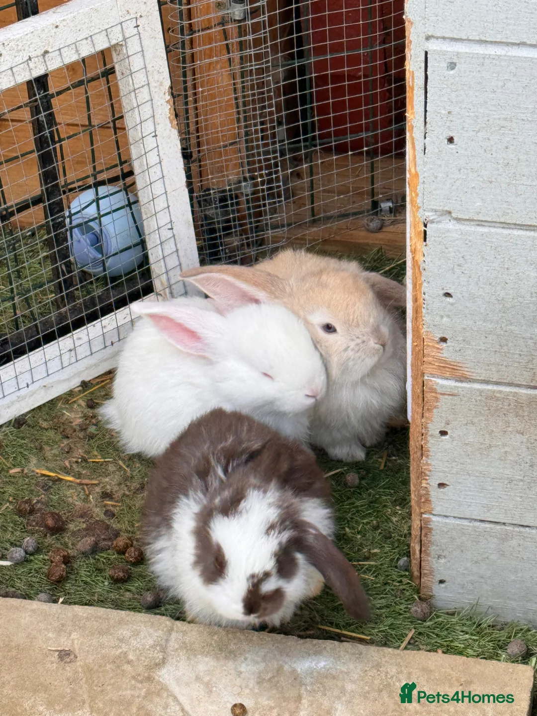 French Lop rabbits for sale: Pedigree French lop - Advert 2