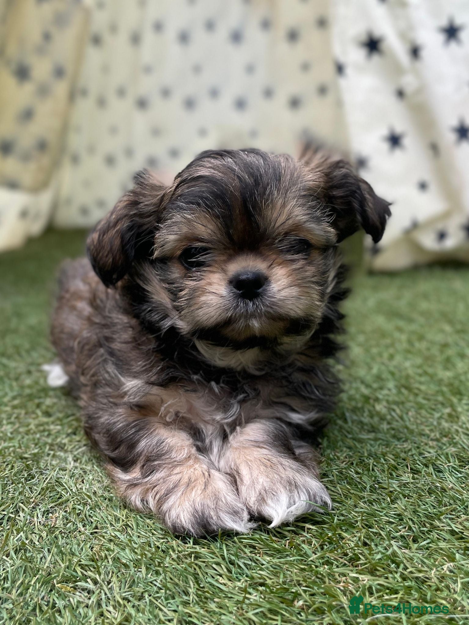 Mixed Breed dogs Lovely litter of beautiful shichis - Advert 2