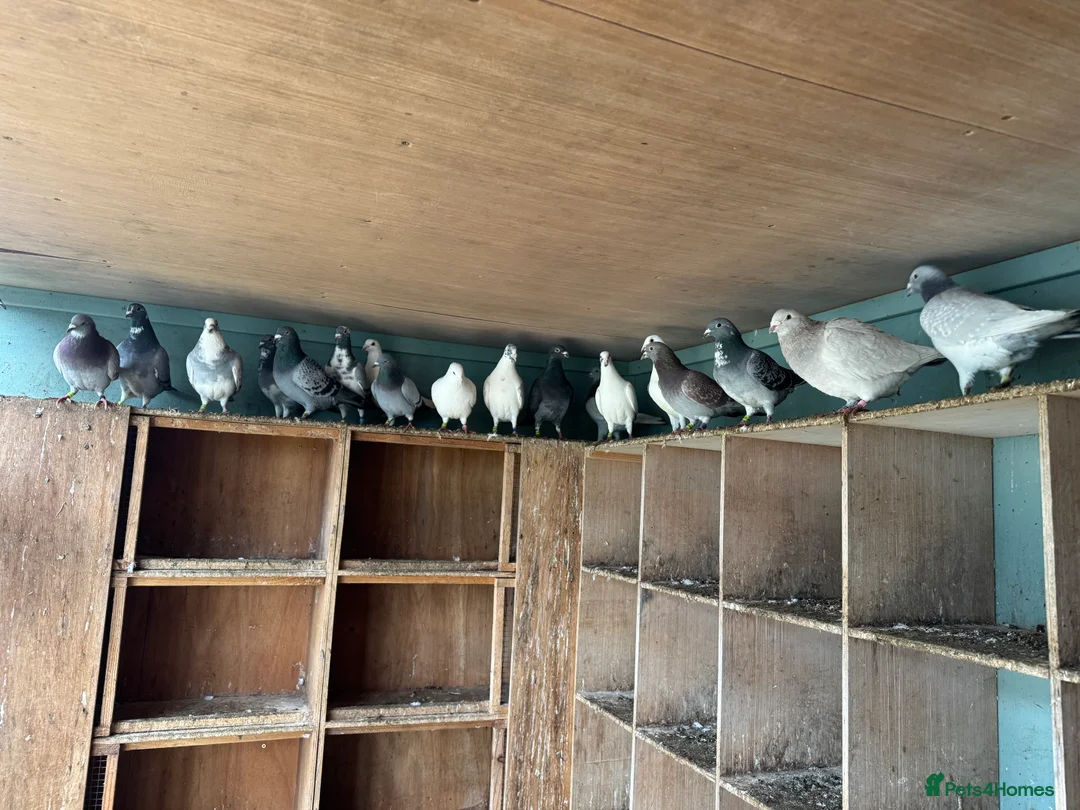 Pigeons birds for sale: Mixed pigeons  - Advert 1