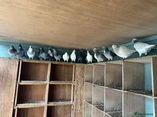 Pigeons birds Mixed pigeons - Advert 3