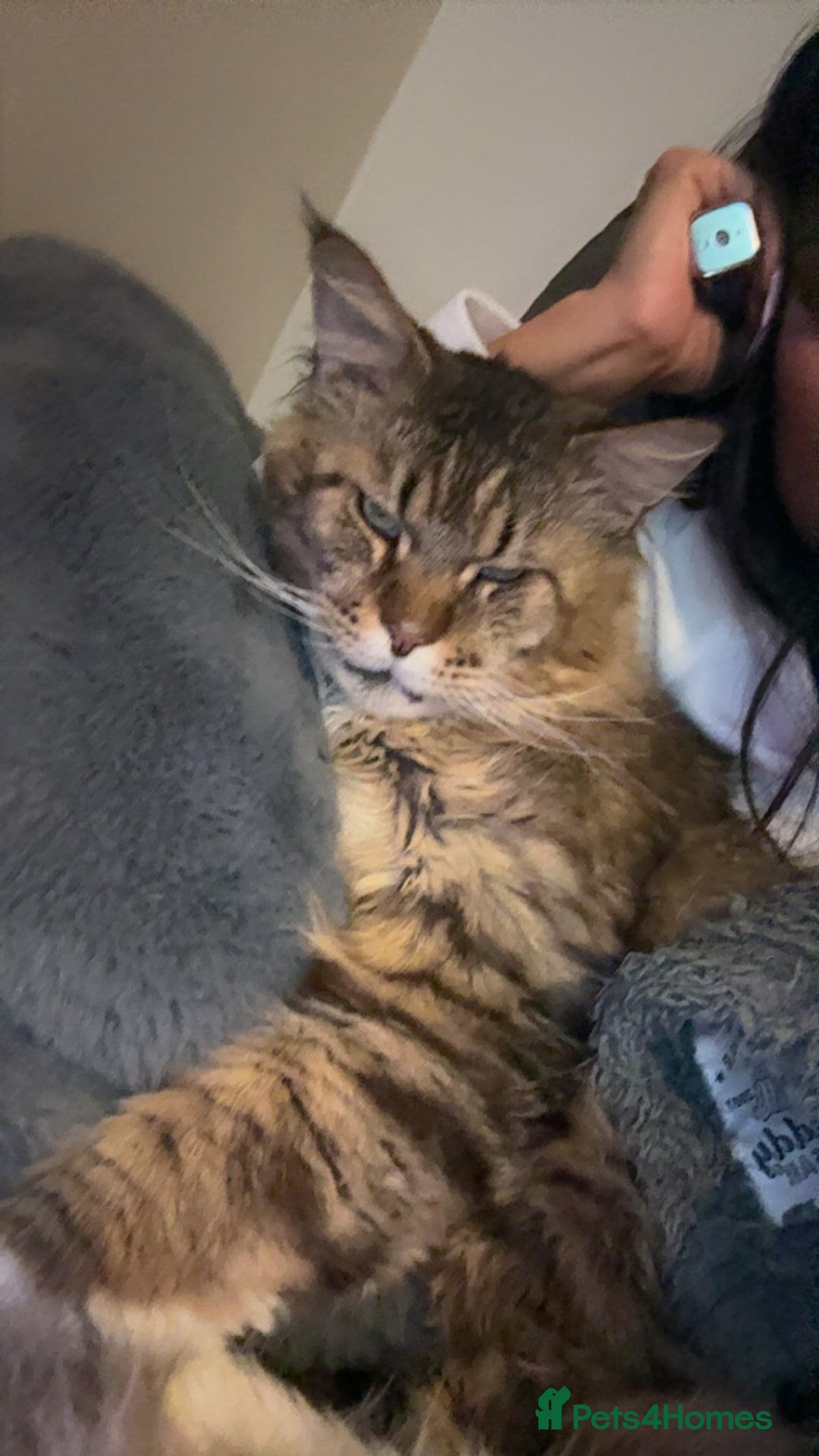 Maine Coon cats for sale: Male Maine coon  - Image 4