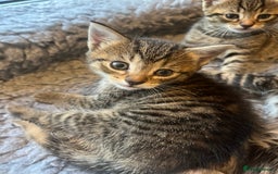 Bengal cats for sale: Bengal cross tabby’s  - Image 1