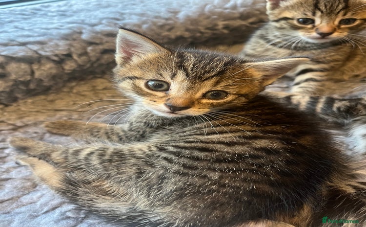 Bengal cats - Advert 2