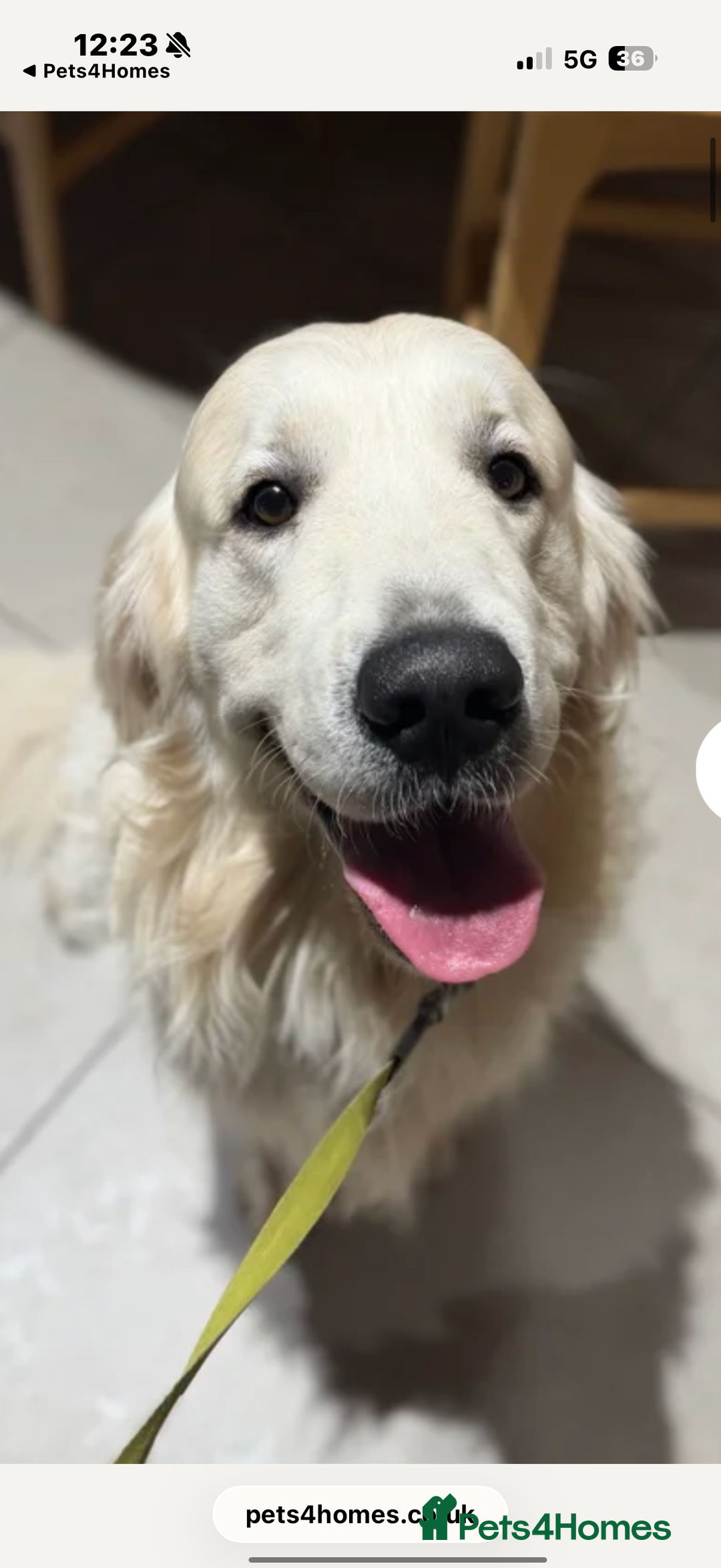 Golden Retriever dogs for sale: KC WHITE RETRIEVERS FULLY HEALTH TESTED  - Advert 10