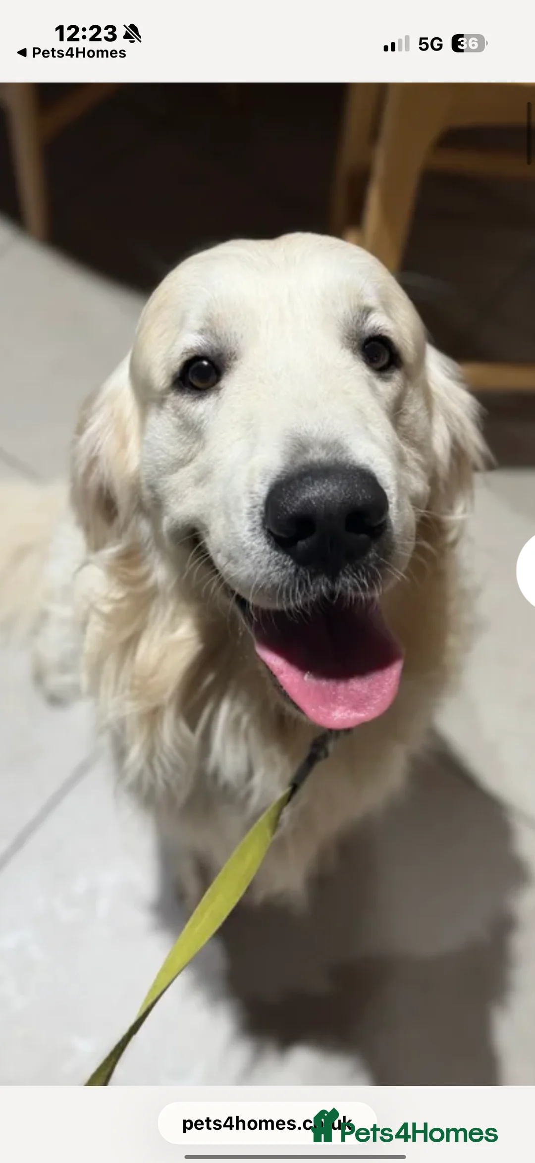 Golden Retriever dogs for sale: KC WHITE RETRIEVERS FULLY HEALTH TESTED  - Advert 18