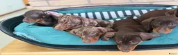 Dachshund dogs for sale: ONLY ONE GIRL LEFT! Lovely Dachshunds!  - Advert 10