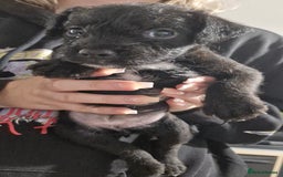 Patterdale Terrier dogs for sale: Patterdale x lakeland  - Image 3