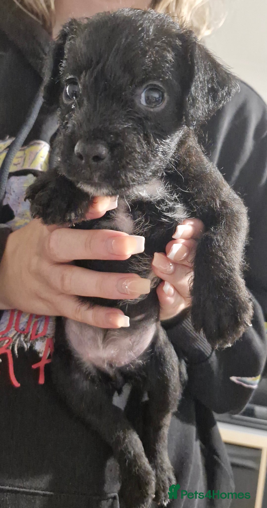 Patterdale Terrier dogs for sale: Patterdale x lakeland  - Image 3
