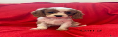Cavalier King Charles Spaniel Puppy 5