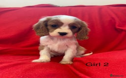 Cavalier King Charles Spaniel dogs for sale: Gorgeous Cavalier King Charles Spaniel puppies - Advert 9