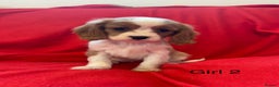 Cavalier King Charles Spaniel dogs for sale: Gorgeous Cavalier King Charles Spaniel puppies - Advert 29