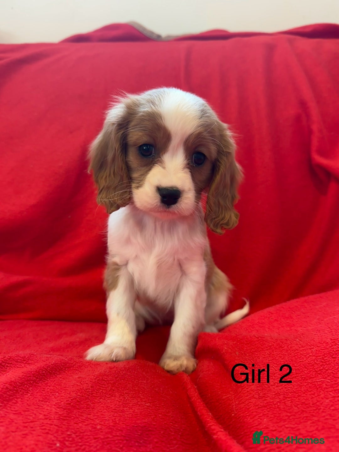 Cavalier King Charles Spaniel dogs for sale: Gorgeous Cavalier King Charles Spaniel puppies - Advert 9