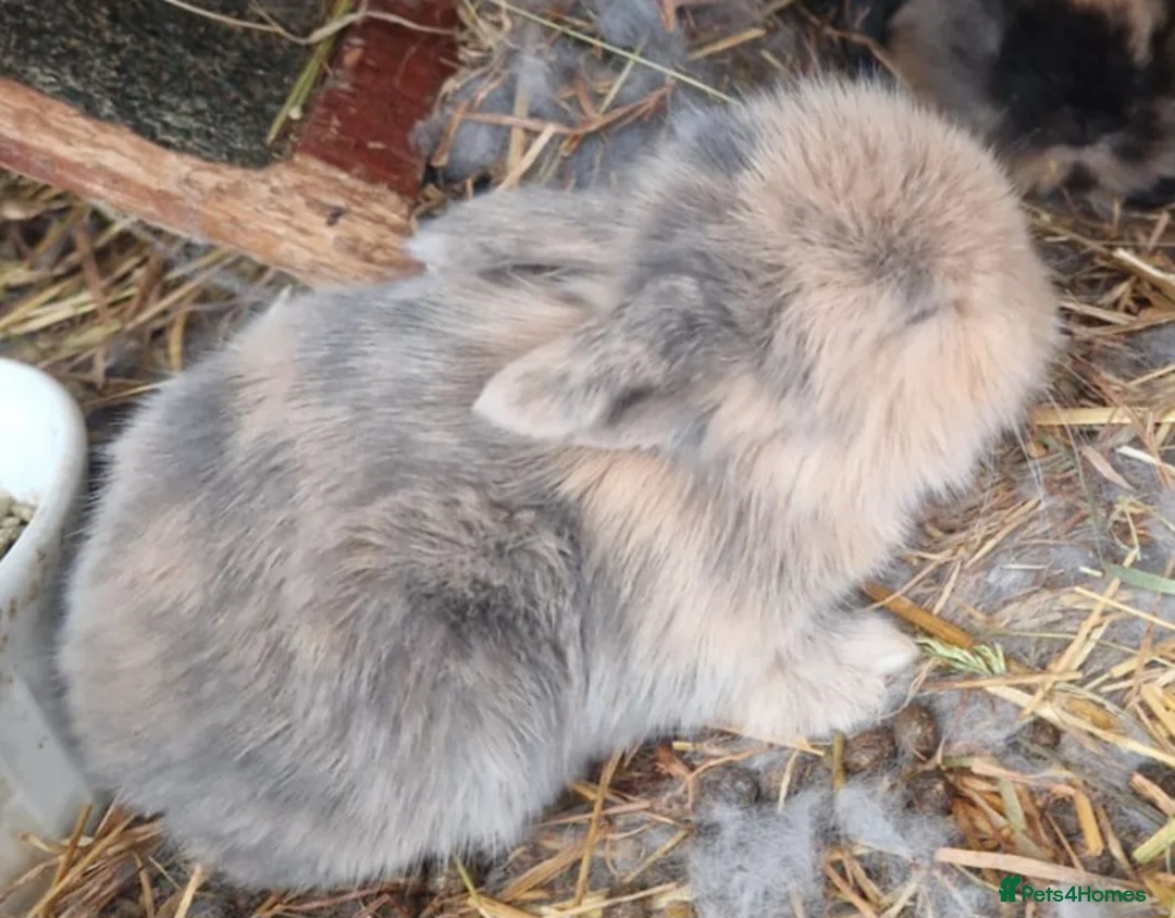 Mini Lop rabbits for sale: 1 x Black Buck (Boy) Mini Lion Lop and 4 babies - Advert 4