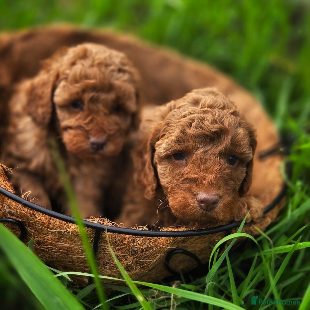 Miniature Poodle dogs for sale: Minature Poodles  - Image 7