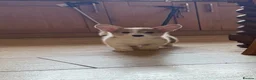 Welsh Corgi Pembroke dogs for sale: ✨KC Registered Welsh Pembrokeshire Corgi Puppies✨ - Advert 14