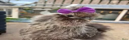 Chickens poultry for sale: 3 beautiful female silkies  - Advert 17