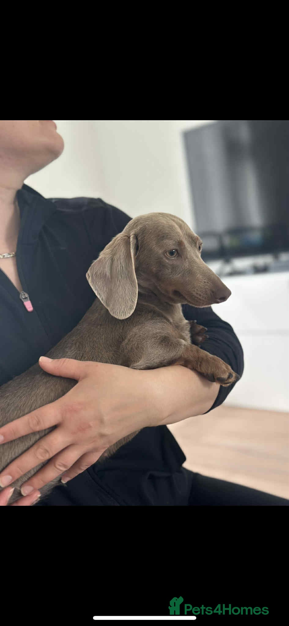 Miniature Dachshund dogs Isabella and tan female - Advert 1