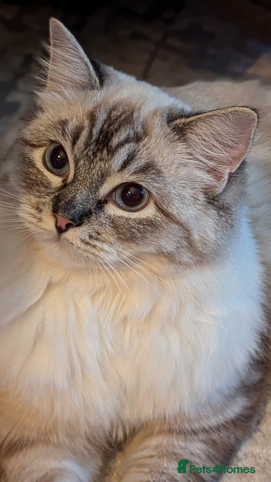 Ragdoll cats for sale: Ragdoll ACTIVE Female  - Advert 5