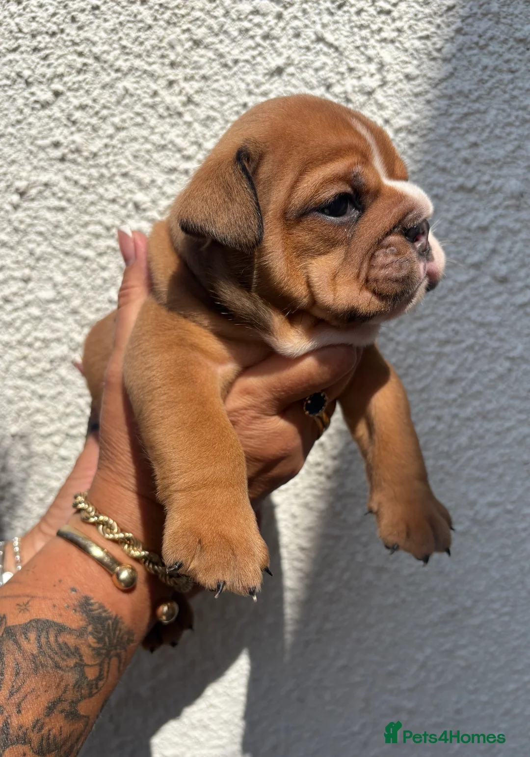 English Bulldog dogs for sale: STUNNING TRADITIONAL ENGLISH BULLDOG - Advert 24