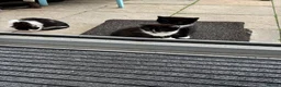 Mixed Breed cats for sale: 11 week old kittens available - Advert 3