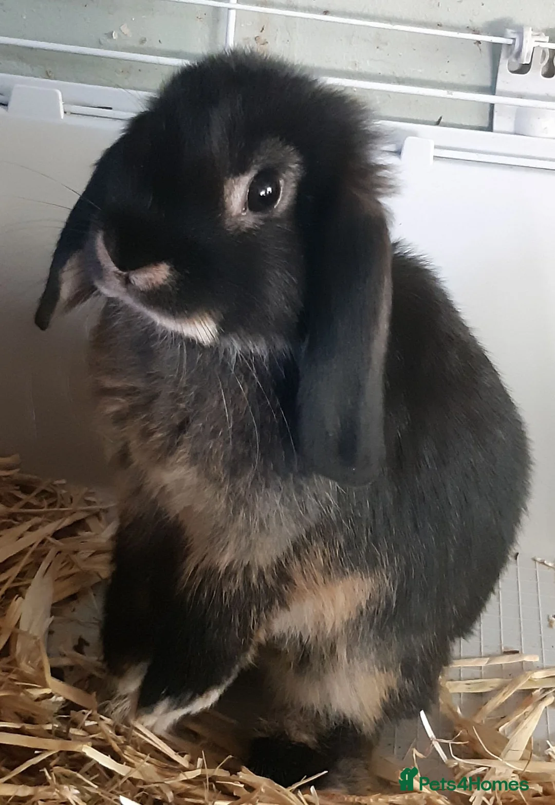Mini Lop rabbits for sale: Baby mini lop girl  - Advert 2
