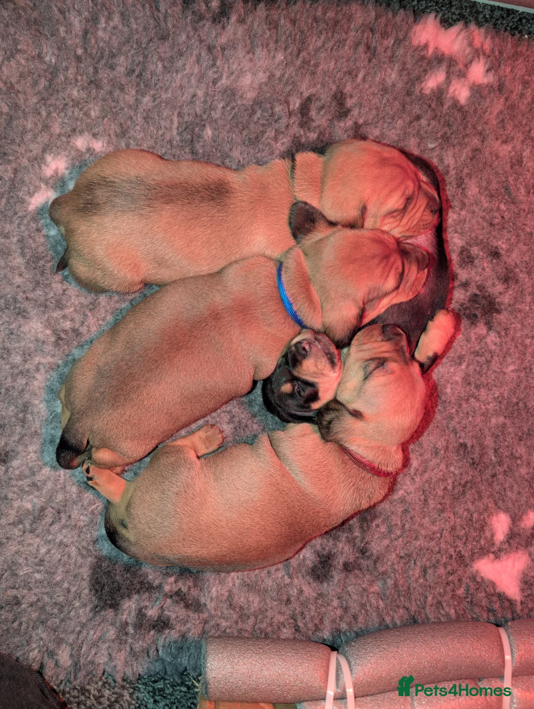 Mixed Breed dogs for sale: Dachshund cross pug puppies in Huddersfield - Advert 24