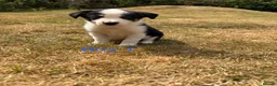 Border Collie dogs for sale: Border collie puppies for sale  in Montgomery - Advert 15